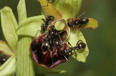 Südliche Sklavenameise  (Formica gagates) - © Heinz Wiesbauer